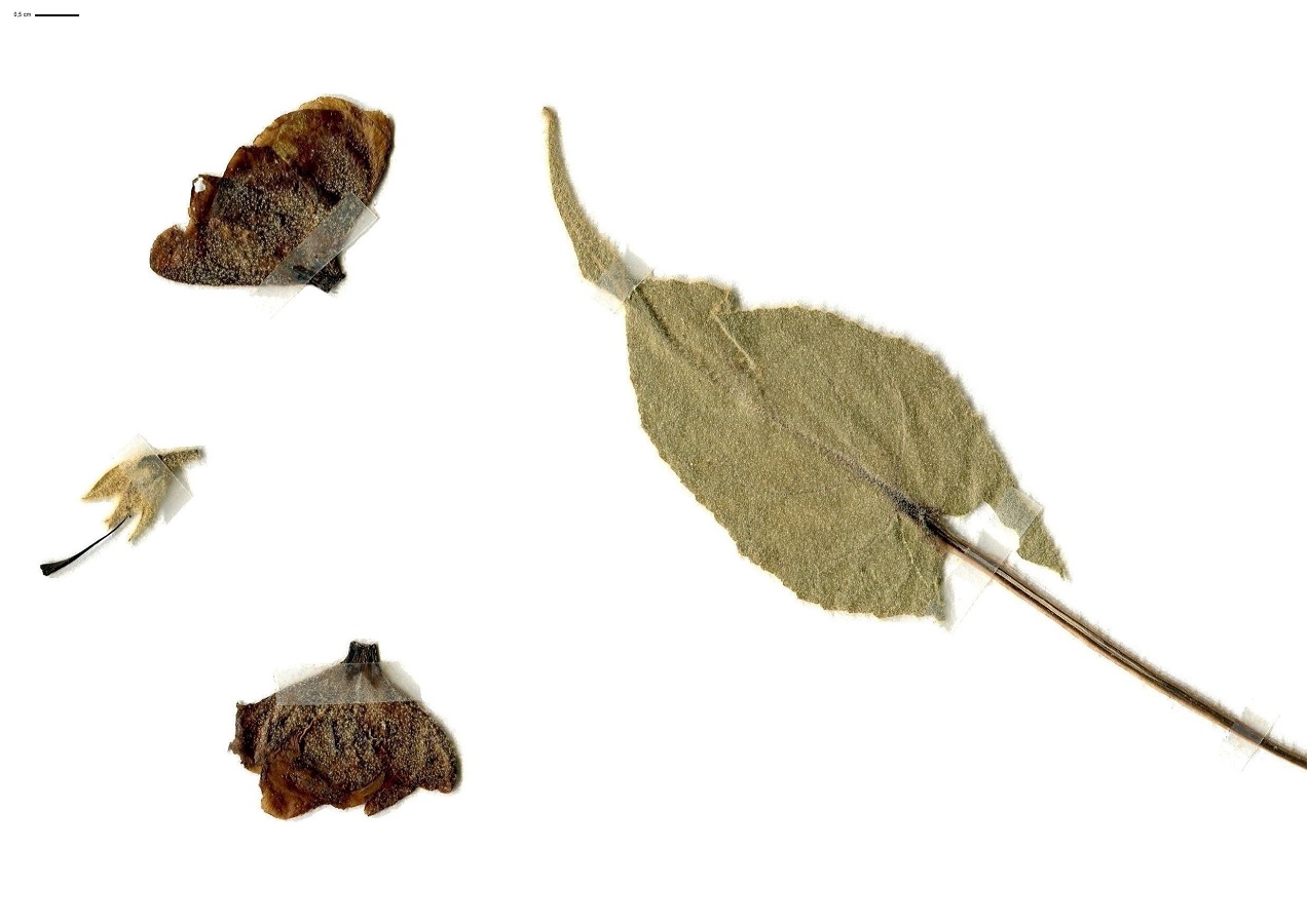 Verbascum densiflorum (Scrophulariaceae)